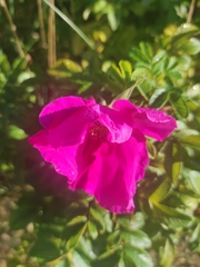 Rosa rugosa