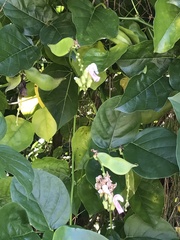 Canavalia cathartica