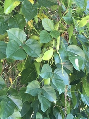 Canavalia cathartica