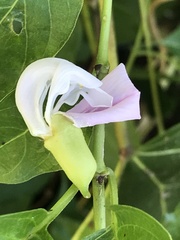 Canavalia cathartica