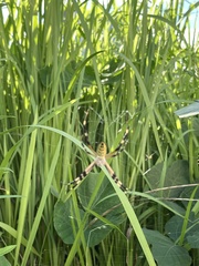 Argiope bruennichi