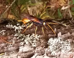 Urocerus gigas