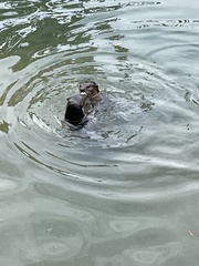 Lutrogale perspicillata