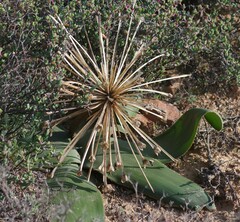 Brunsvigia bosmaniae