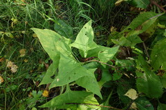 Parasenecio hastatus