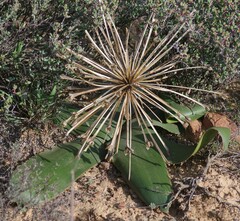Brunsvigia bosmaniae