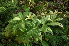 Veronicastrum sibiricum