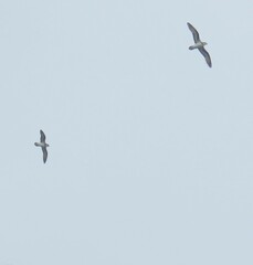 Pterodroma nigripennis