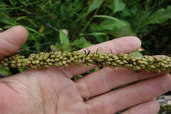 Veronicastrum sibiricum