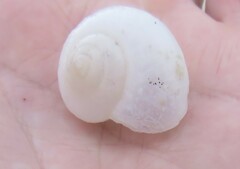 Gudeoconcha sophiae