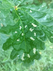 Erysiphe alphitoides