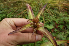 Gentiana macrophylla