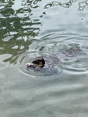 Lutrogale perspicillata