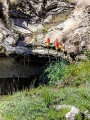 Kniphofia caulescens