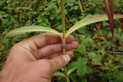Gentiana macrophylla