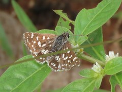 Spialia galba