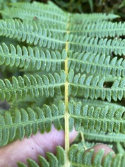 Oreopteris limbosperma