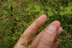 Bupleurum