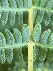 Oreopteris limbosperma