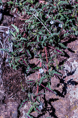 Monsonia