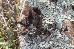 Xanthoparmelia hottentotta