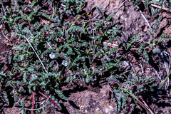 Monsonia