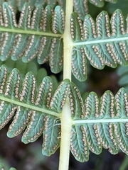 Oreopteris limbosperma