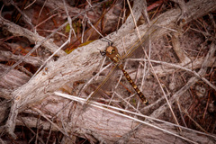 Adversaeschna brevistyla