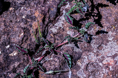 Monsonia