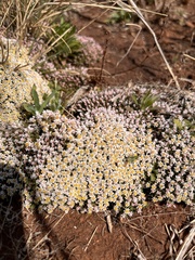 Helichrysum caespititium