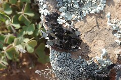 Xanthoparmelia hottentotta