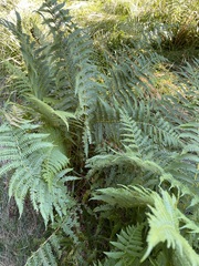 Oreopteris limbosperma