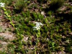 Manulea buchneroides