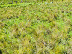 Manulea buchneroides