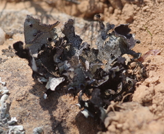 Xanthoparmelia hottentotta