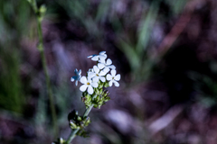 Manulea buchneroides