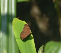 Junonia iphita