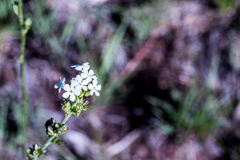 Manulea buchneroides