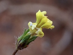 Goodenia pusilliflora