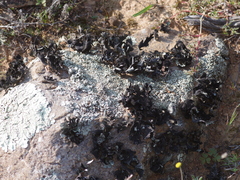 Xanthoparmelia hottentotta