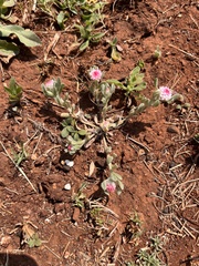 Helichrysum argyrosphaerum