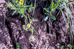 Osteospermum scariosum