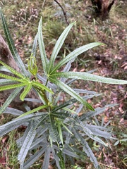 Hibiscus heterophyllus