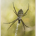 Banded Garden Spider - Photo (c) Ferran PestaÃ±a, some rights reserved (CC BY-NC)