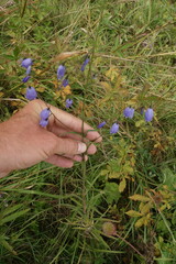 Adenophora stenanthina