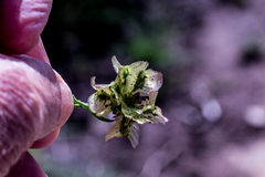 Osteospermum scariosum