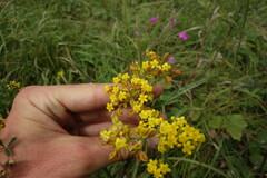 Patrinia rupestris