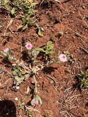Helichrysum argyrosphaerum