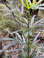 Hibiscus heterophyllus