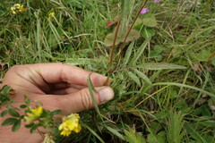 Patrinia rupestris